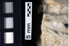 Foto (Detailansicht) von Prosopon sp. (NHMW-GEO-1990-0041-0035a)